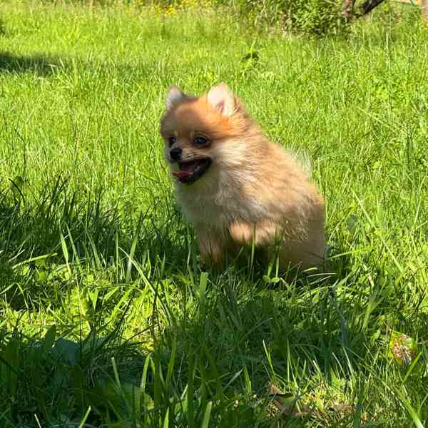 Pomeranian holčička  - foto 1