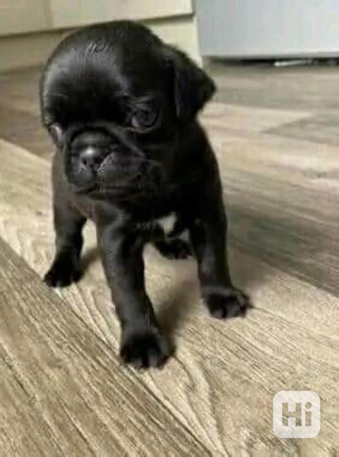 Kr sn A Roztomil ten tka Pejska A Fenky Mops K Adopci Bazar kr-sn-a-roztomil-ten-tka-pejska-a-fenky-mops-k-adopci-bazar
