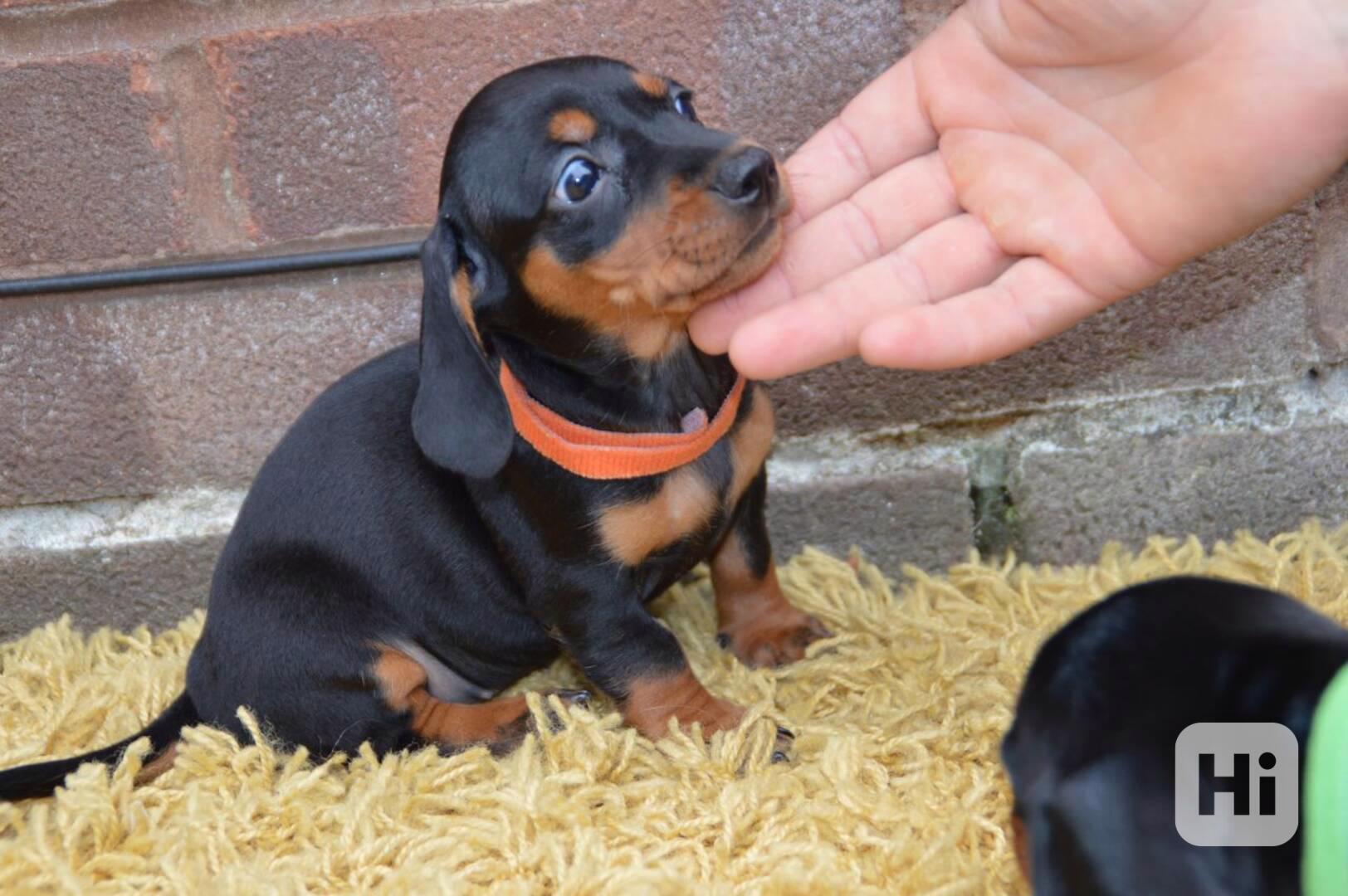 Štěňata jezevčíka k adopci. - foto 1