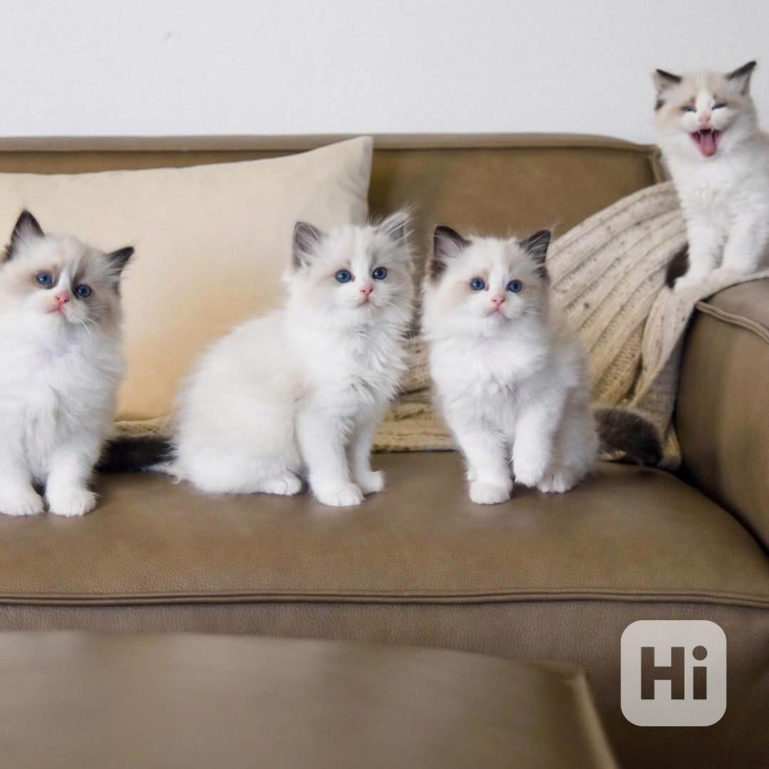 Nádherná koťátka plemene Ragdoll hledají trvalé rodiny - foto 1