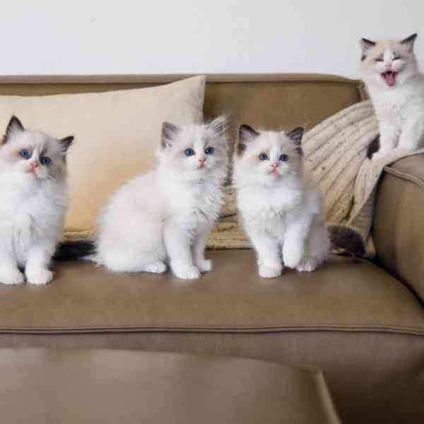 Nádherná koťátka plemene Ragdoll hledají trvalé rodiny