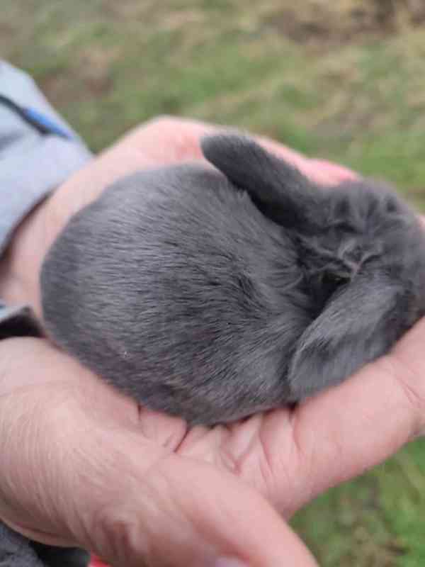 Zakrslý králíček beránek - foto 4