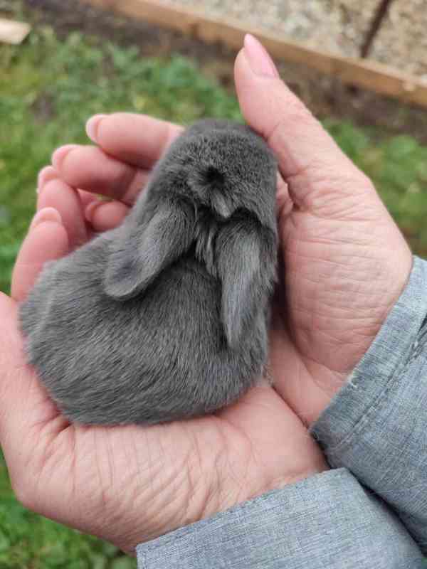 Zakrslý králíček beránek - foto 5