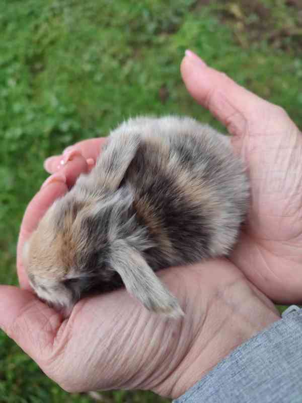 Zakrslý králíček beránek - foto 2