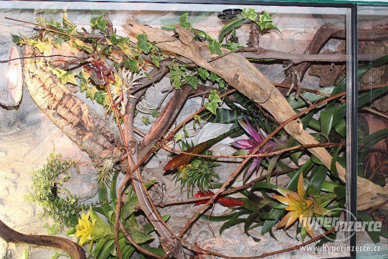 Terárium nové, kompletně vybavené s živými rostlinami - foto 5