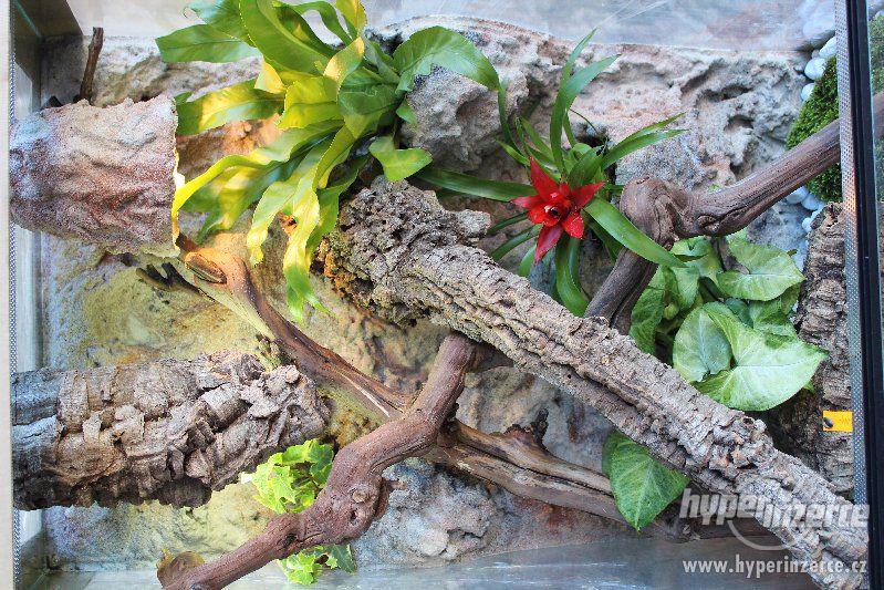 Terárium nové, kompletně vybavené s živými rostlinami - foto 15