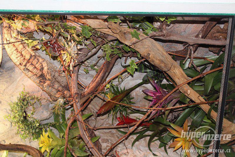 Terárium nové, kompletně vybavené s živými rostlinami - foto 18