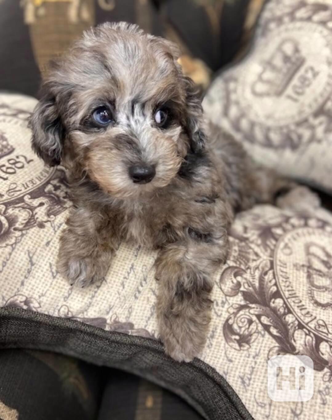 Pudl trpasličí, pudlík, pudlíci  - foto 1