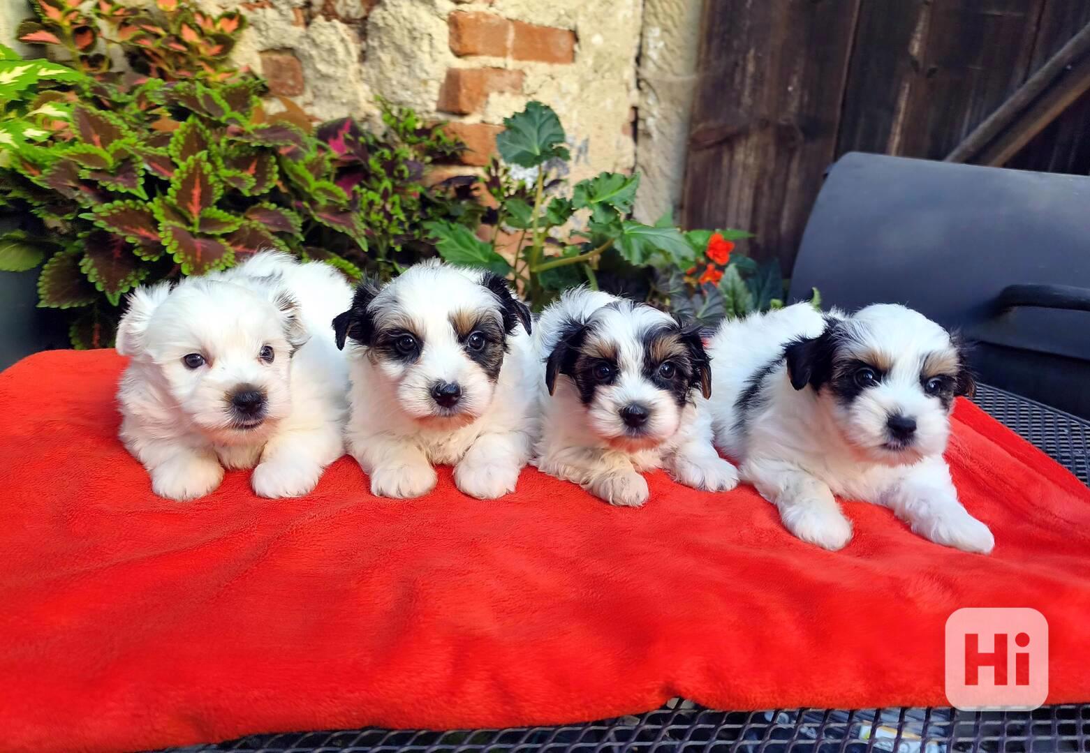 Biewer Yorkshire Terrier - 1 pejsek a 3 fenečky - foto 1