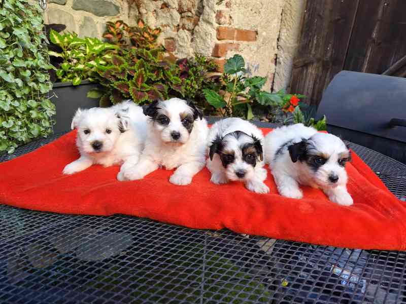 Biewer Yorkshire Terrier - 1 pejsek a 3 fenečky - foto 2