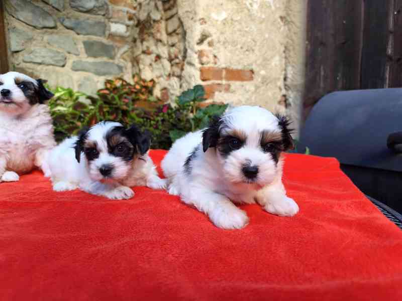 Biewer Yorkshire Terrier - 1 pejsek a 3 fenečky - foto 9