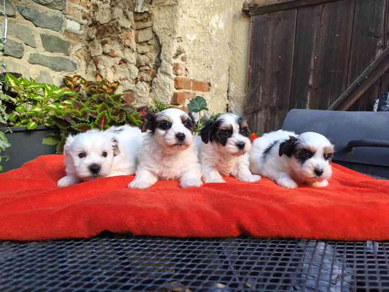 Biewer Yorkshire Terrier - 1 pejsek a 3 fenečky - foto 10