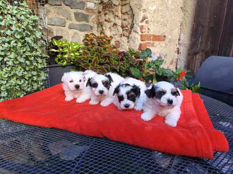 Biewer Yorkshire Terrier - 1 pejsek a 3 fenečky - foto 6