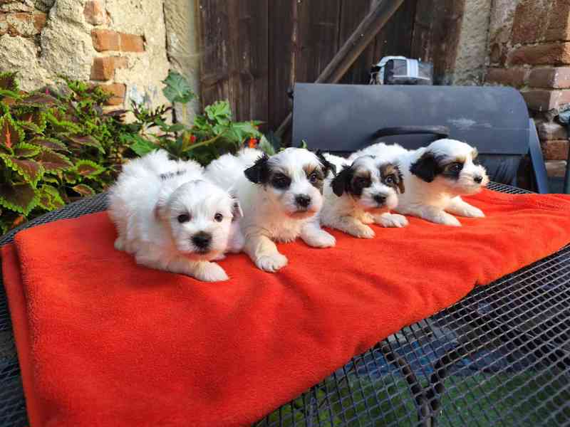 Biewer Yorkshire Terrier - 1 pejsek a 3 fenečky - foto 4