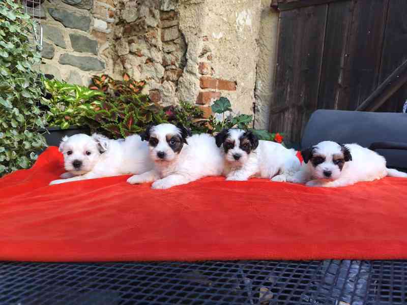 Biewer Yorkshire Terrier - 1 pejsek a 3 fenečky - foto 5