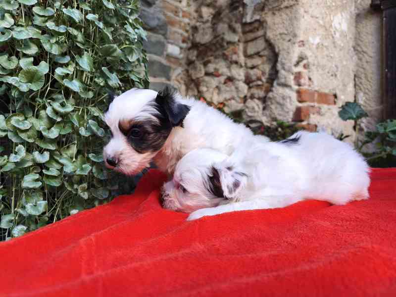 Biewer Yorkshire Terrier - 1 pejsek a 3 fenečky - foto 8