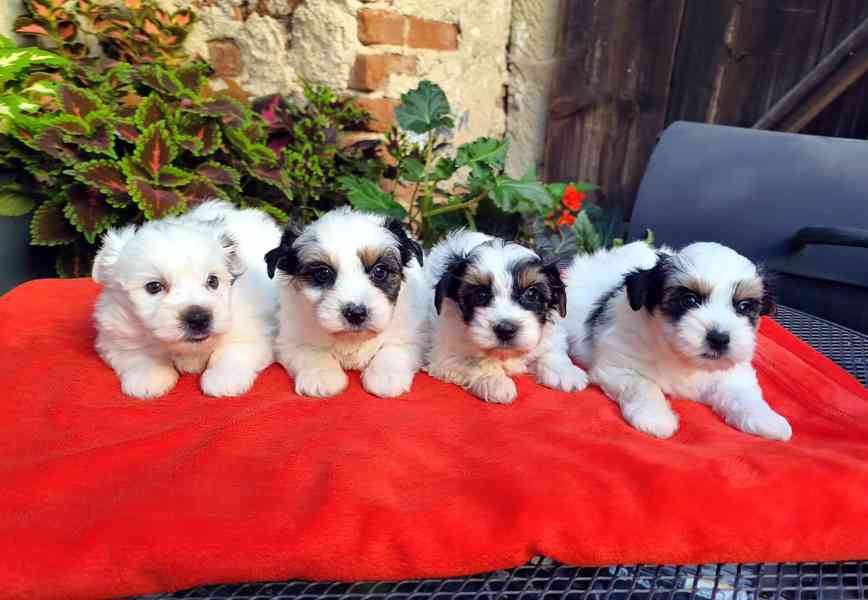 Biewer Yorkshire Terrier - 1 pejsek a 3 fenečky - foto 1