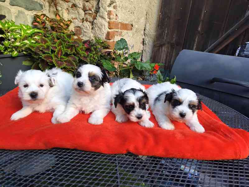 Biewer Yorkshire Terrier - 1 pejsek a 3 fenečky - foto 7