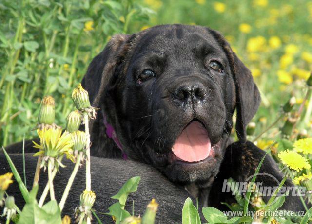 CANE CORSO-štěňata s PP - foto 1