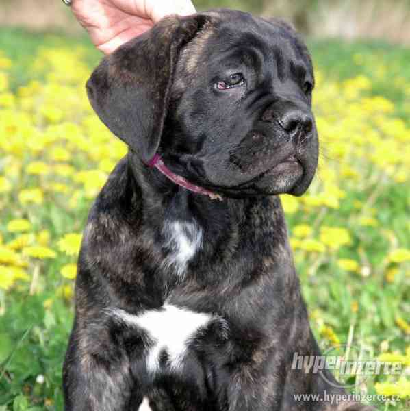 CANE CORSO-štěňata s PP - foto 2