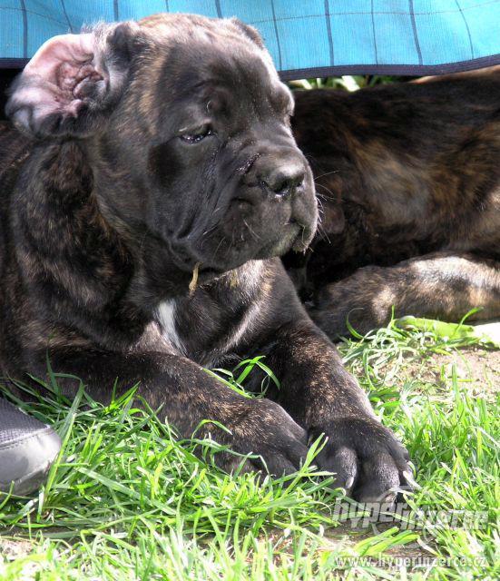CANE CORSO-štěňata s PP - foto 3