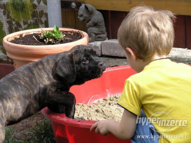 CANE CORSO-štěňata s PP - foto 4