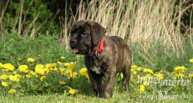 CANE CORSO-štěňata s PP - foto 5