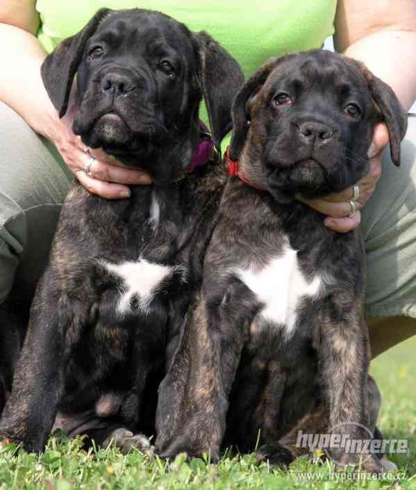 CANE CORSO-štěňata s PP - foto 6