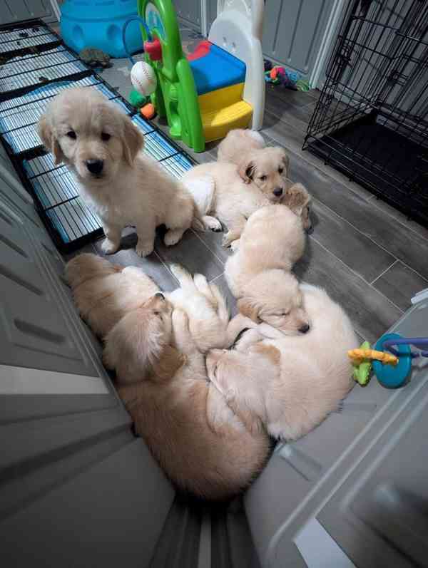 štěňata zlatého retrívra - foto 8