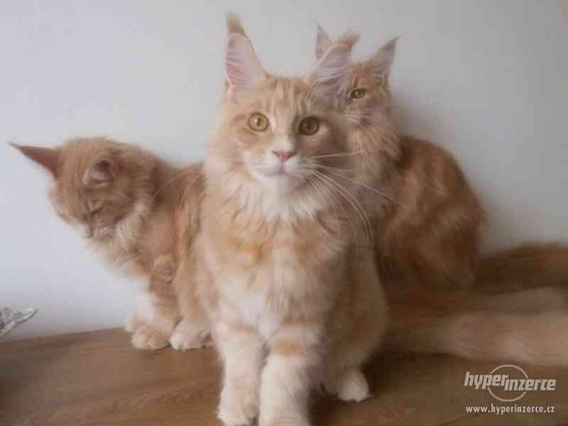 Mainská mývalí koťátka- kocourci a kočičky s PP - foto 1