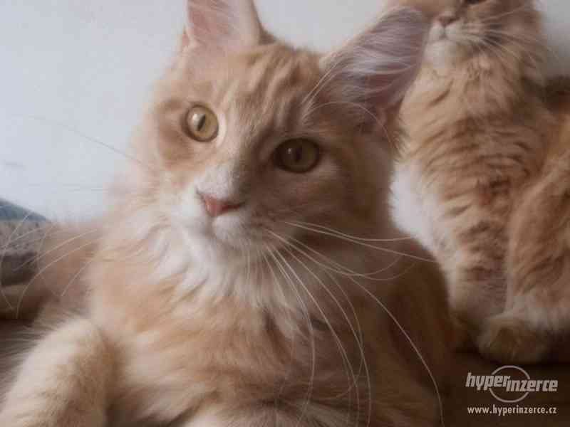 Mainská mývalí koťátka- kocourci a kočičky s PP - foto 2