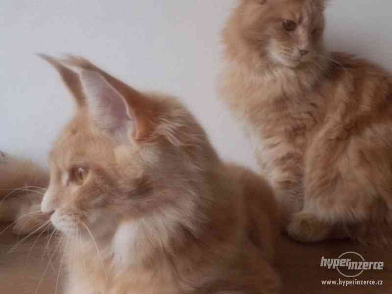 Mainská mývalí koťátka- kocourci a kočičky s PP - foto 3