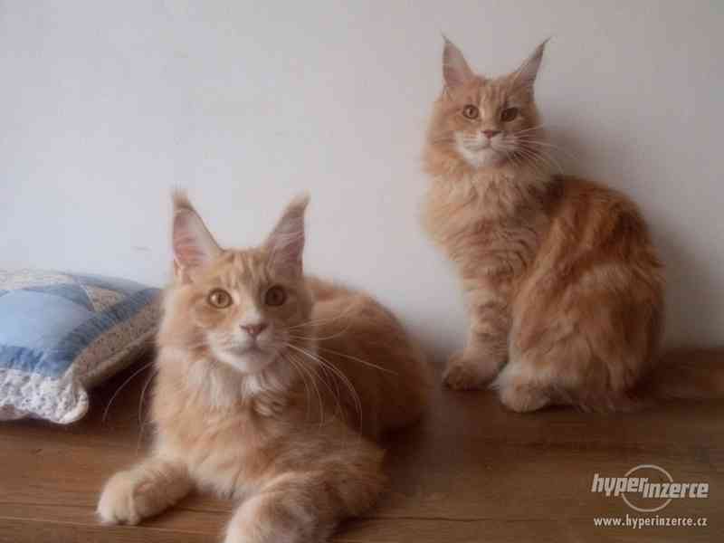 Mainská mývalí koťátka- kocourci a kočičky s PP - foto 4
