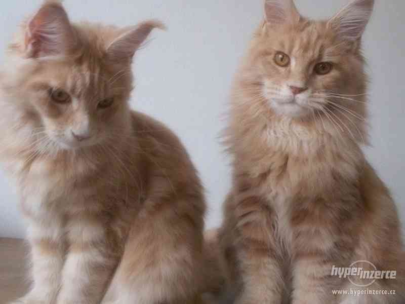 Mainská mývalí koťátka- kocourci a kočičky s PP - foto 7