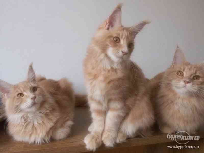 Mainská mývalí koťátka- kocourci a kočičky s PP - foto 8