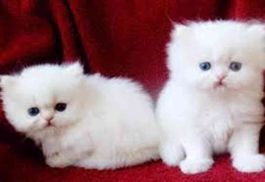 rozkošná perská koťátka k adopci - foto 1
