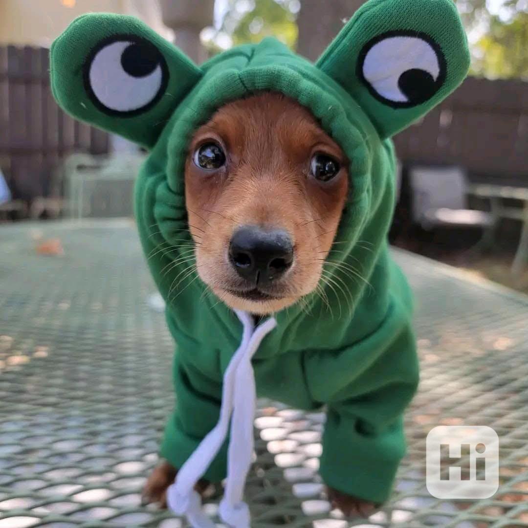 Loving dashund Puppy  - foto 1