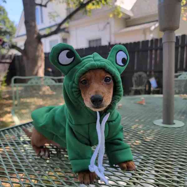 Loving dashund Puppy  - foto 3