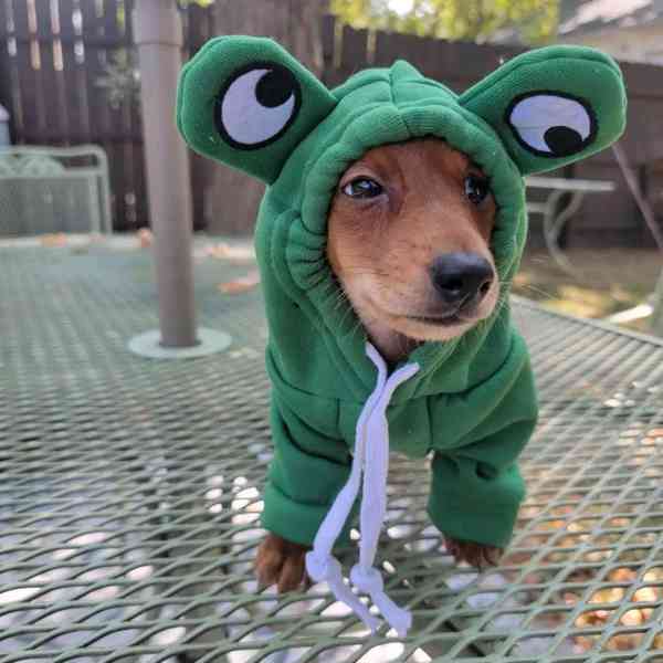 Loving dashund Puppy  - foto 2