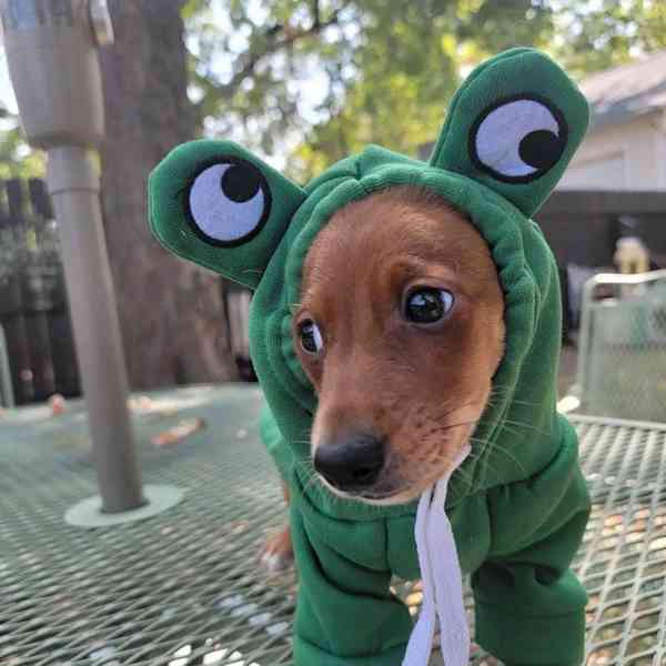 Loving dashund Puppy  - foto 4