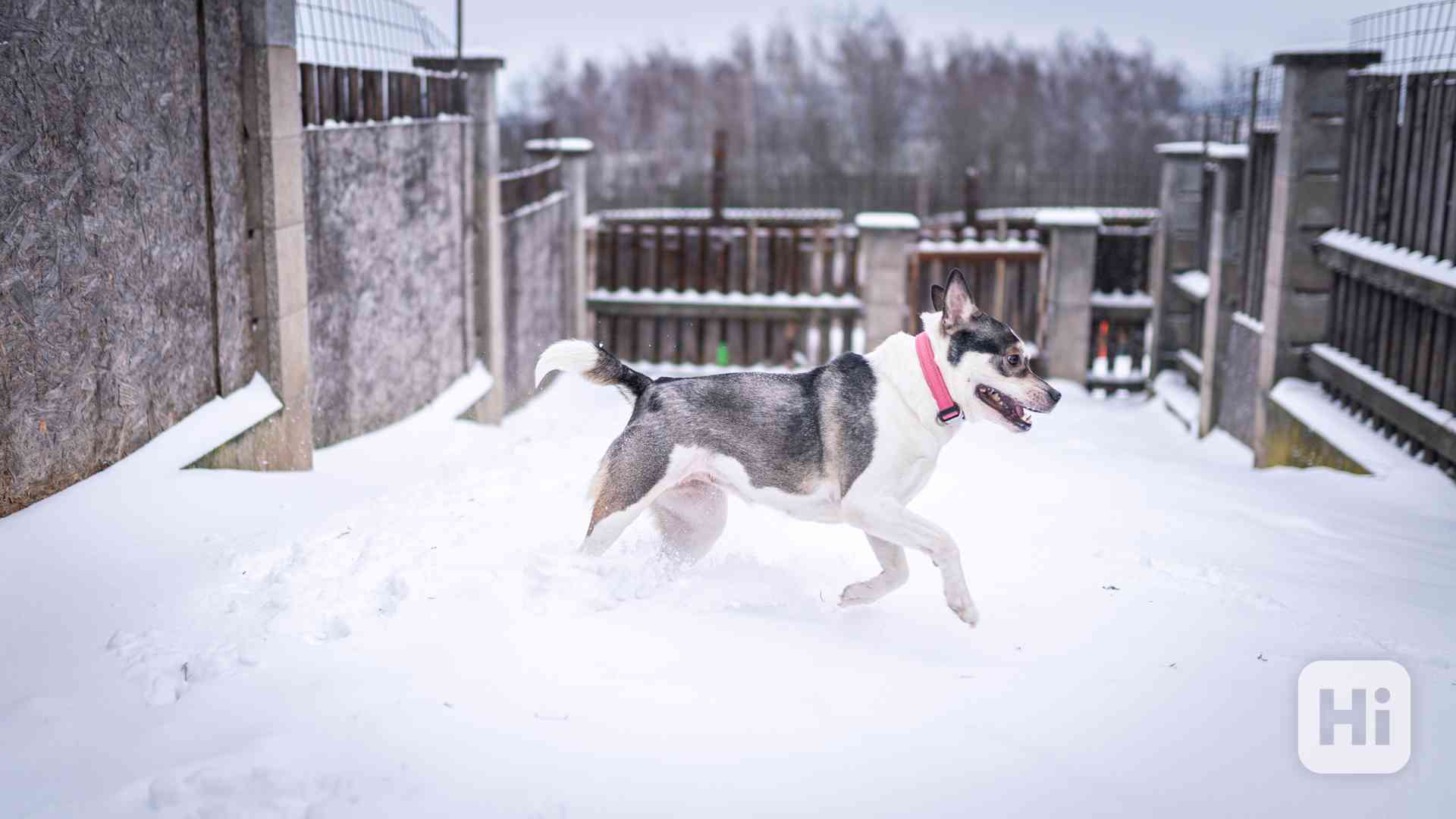 Engie - Aktivní holka, kříženka bull plemene, 2 roky - foto 1