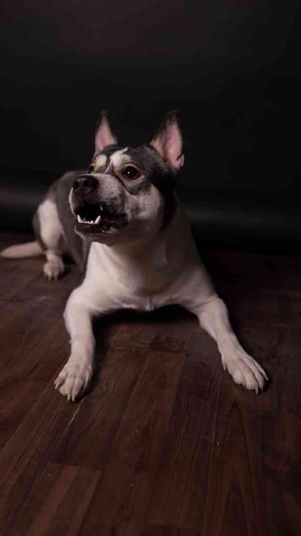 Engie - Aktivní holka, kříženka bull plemene, 2 roky - foto 5