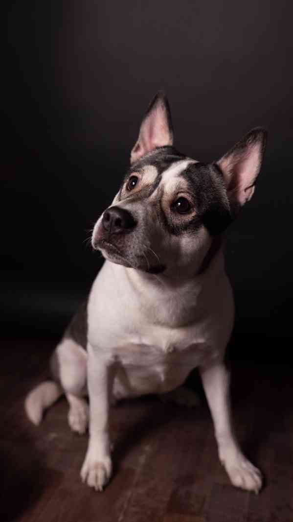 Engie - Aktivní holka, kříženka bull plemene, 2 roky - foto 7