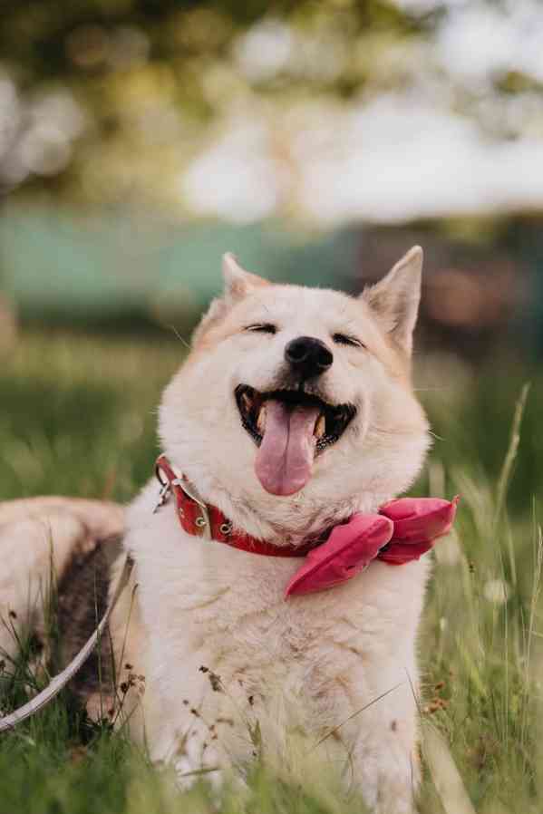 TESSYNKA - 28 kg, kastrovaná fenečka 10 let  - foto 3