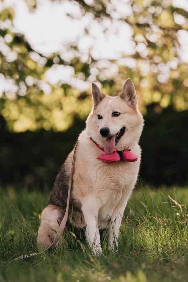 TESSYNKA - 28 kg, kastrovaná fenečka 10 let  - foto 2