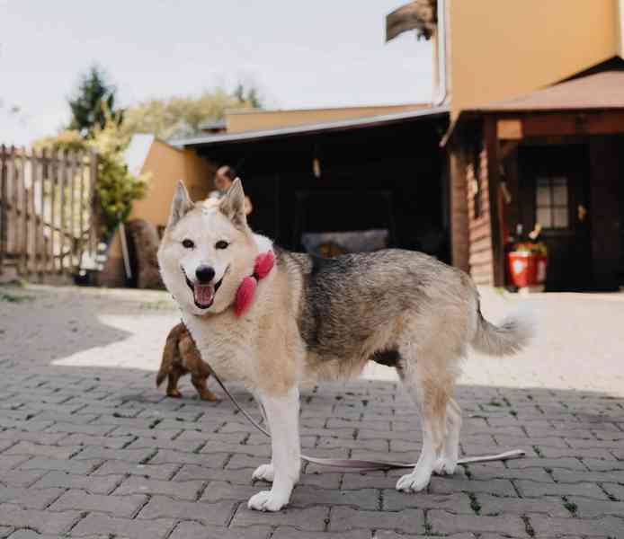 TESSYNKA - 28 kg, kastrovaná fenečka 10 let  - foto 5