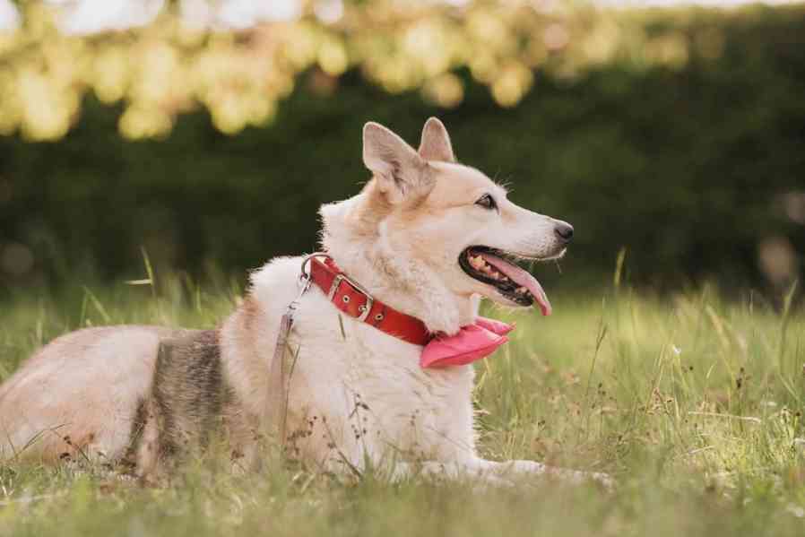 TESSYNKA - 28 kg, kastrovaná fenečka 10 let  - foto 4