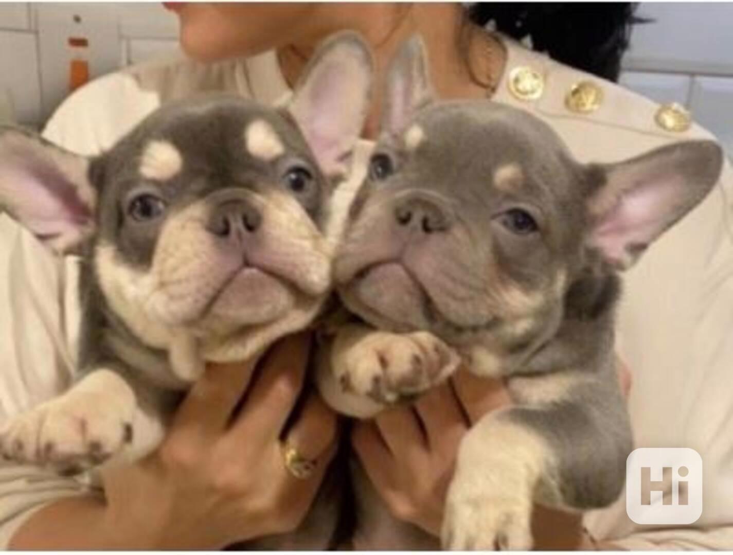 Štěňata francouzského buldočka s pp  - foto 1