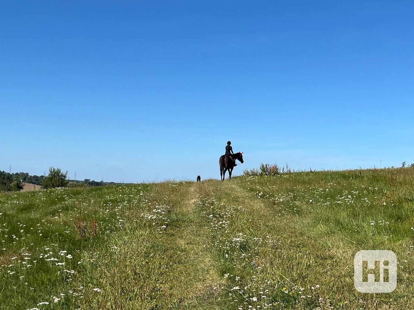 PASTEVNÍ USTÁJENÍ na Vysočina, v Sázavě - foto 1