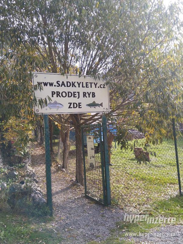 Násada AMUR a LÍN - foto 3